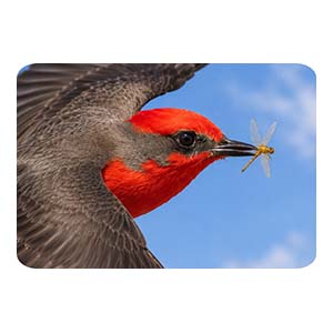 Vermillion Flycatcher Head Close-Up